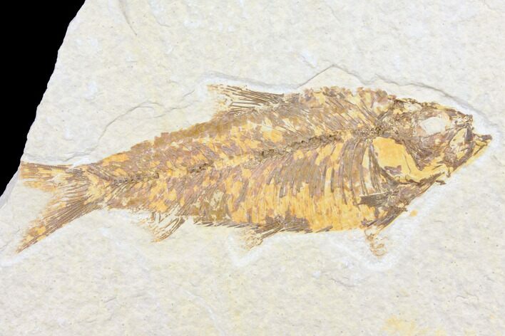 Bargain, Fossil Fish (Knightia) - Wyoming #126030